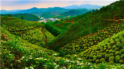 花旗中国换帅！辛葆琏出任董事长，两位副行长就位