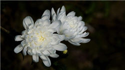 中期协：1-10月全国期货市场累计成交量、成交额同比分别增长14.86%和21.82%